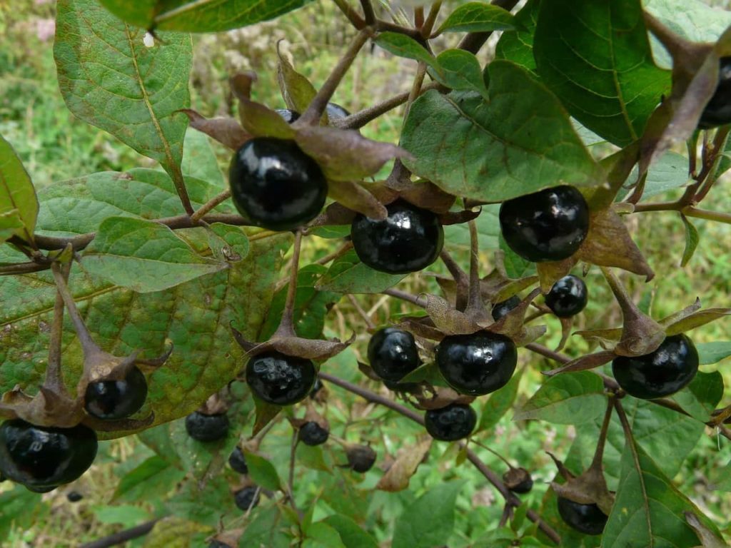 Belladona planta mágica